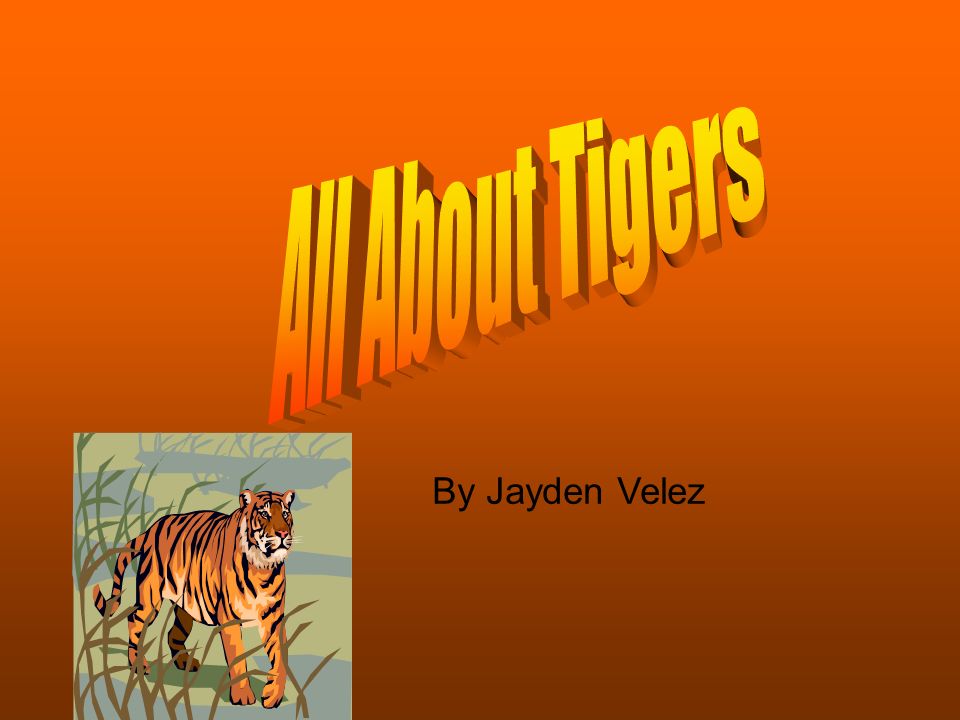 Why Don't Tigers Live in Africa?