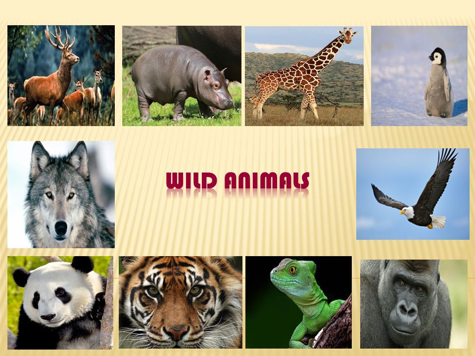WILD ANIMALS. - ppt video online download
