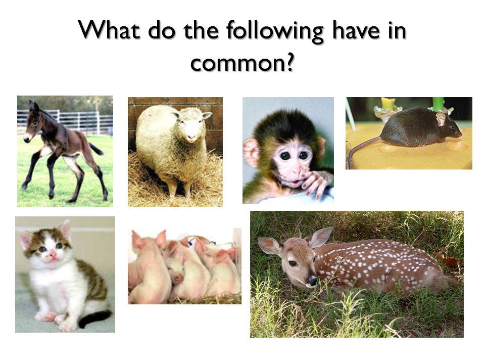 What do the following have in common?. They're all clones! Idaho gem – mule  Dolly the sheep Tetra – monkey Cumulina - mouse Copycat Millie, Alexis,  Christa, - ppt download