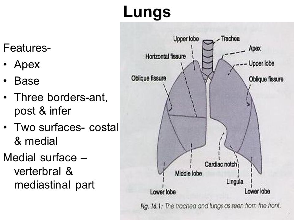 Lungs Features- Apex Base Three borders-ant, post & infer Two surfaces-  costal & medial Medial surface – verterbral & mediastinal part. - ppt  download