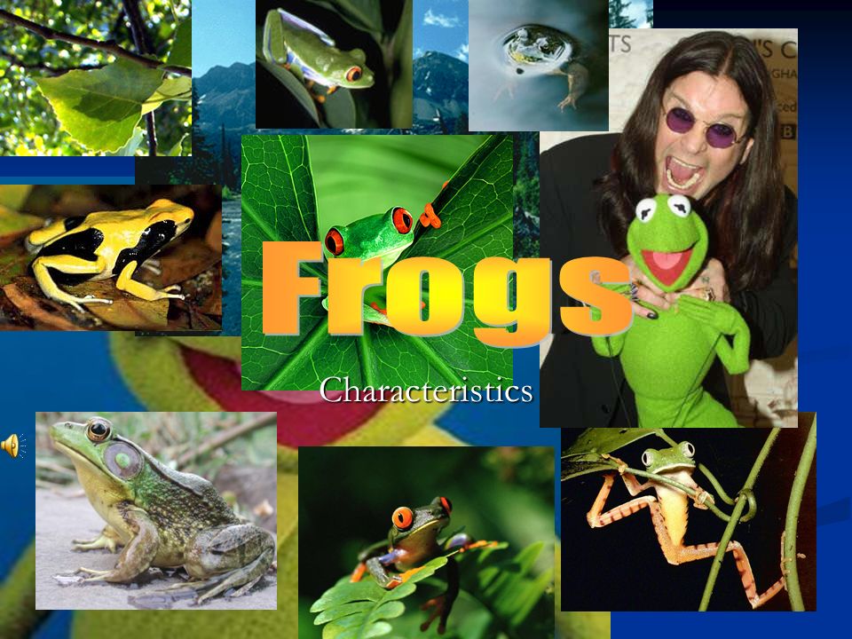 PPT - Frogs are amphibians Frogs do not cause warts If you kiss a frog, it  will not turn into a prince PowerPoint Presentation - ID:4643579