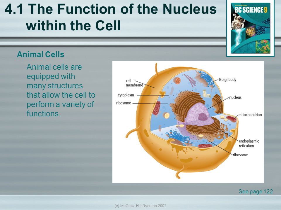 c) McGraw Hill Ryerson The Function of the Nucleus within the Cell Animal  Cells See page 122 Animal cells are equipped with many structures that. -  ppt download