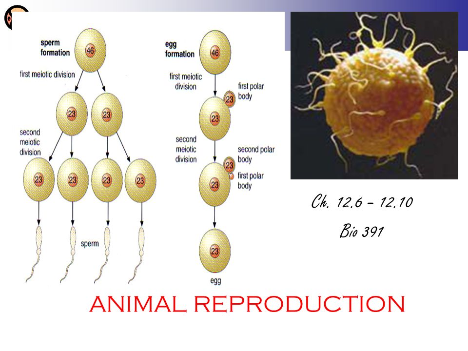 ANIMAL REPRODUCTION Ch – Bio 391. Animals Reproduce sexually –Gonads  Produce gametes Ovaries  ovum Testes  sperm –Many simple animals (hydra,  - ppt download