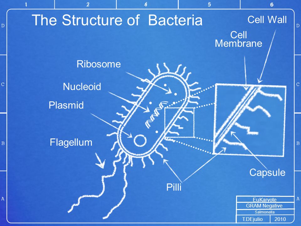 salmonella cell diagram