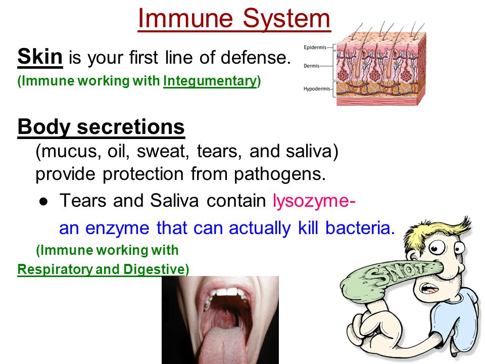 Immune System Skin is your first line of defense. - ppt video online  download
