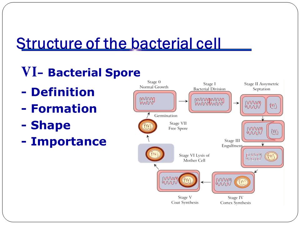 bacterial spore bacterial spore