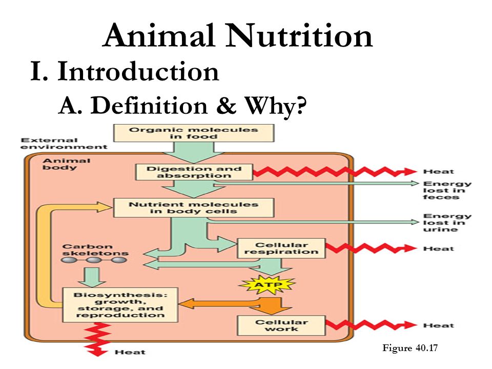I. Introduction Animal Nutrition A. Definition & Why? Figure ppt download