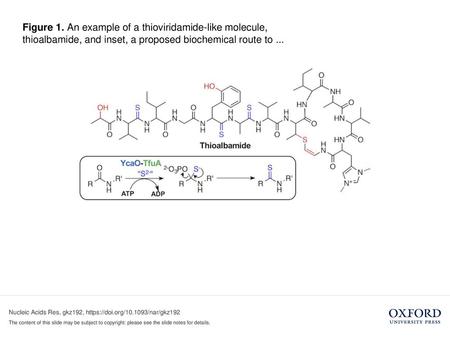 Figure 1. An example of a thioviridamide-like molecule, thioalbamide, and inset, a proposed biochemical route to ... Figure 1. An example of a thioviridamide-like.