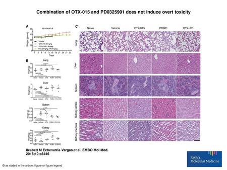 Combination of OTX‐015 and PD does not induce overt toxicity