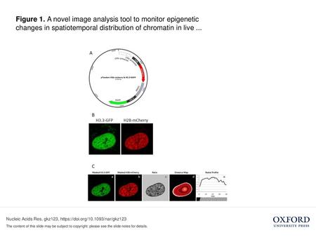 Figure 1. A novel image analysis tool to monitor epigenetic changes in spatiotemporal distribution of chromatin in live ... Figure 1. A novel image analysis.