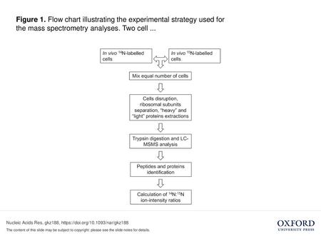 Figure 1. Flow chart illustrating the experimental strategy used for the mass spectrometry analyses. Two cell ... Figure 1. Flow chart illustrating the.