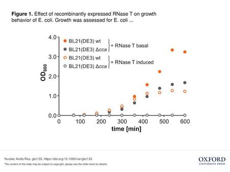 Figure 1. Effect of recombinantly expressed RNase T on growth behavior of E. coli. Growth was assessed for E. coli ... Figure 1. Effect of recombinantly.