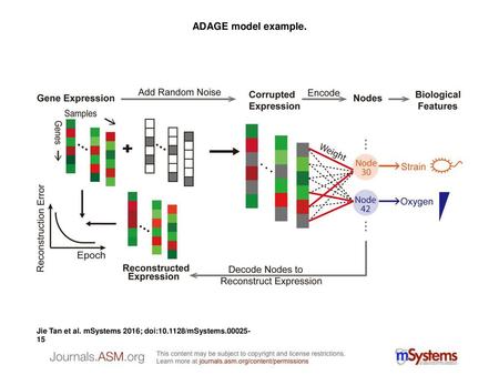 ADAGE model example. ADAGE model example. For one sample in the expression compendium (one column in the figure with red or green colors, representing.