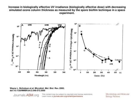 Increase in biologically effective UV irradiance (biologically effective dose) with decreasing simulated ozone column thickness as measured by the spore.