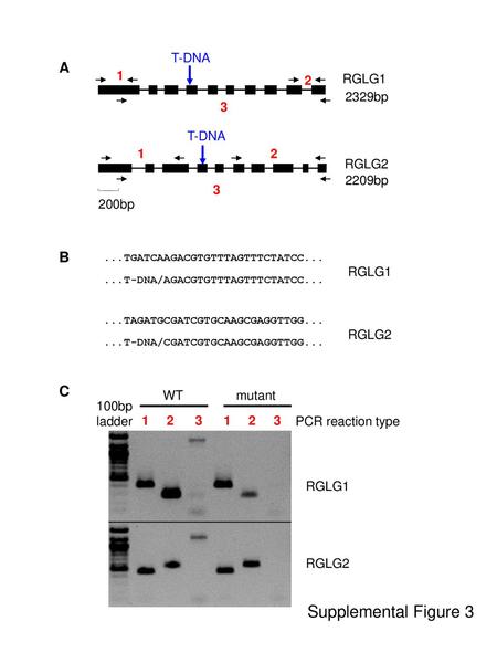 Supplemental Figure 3 A B C T-DNA 1 2 RGLG1 2329bp 3 T-DNA 1 2 RGLG2