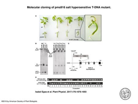 Molecular cloning of pms916 salt hypersensitive T-DNA mutant.