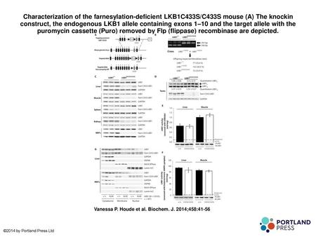 Characterization of the farnesylation-deficient LKB1C433S/C433S mouse (A) The knockin construct, the endogenous LKB1 allele containing exons 1–10 and the.