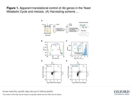 Figure 1. Apparent translational control of ribi genes in the Yeast Metabolic Cycle and meiosis. (A) Harvesting scheme ... Figure 1. Apparent translational.