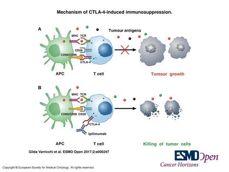 Mechanism of CTLA-4-induced immunosuppression.