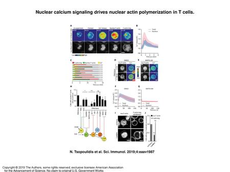 Nuclear calcium signaling drives nuclear actin polymerization in T cells. Nuclear calcium signaling drives nuclear actin polymerization in T cells. (A)