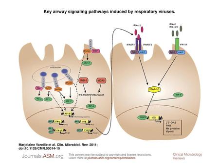 Key airway signaling pathways induced by respiratory viruses.