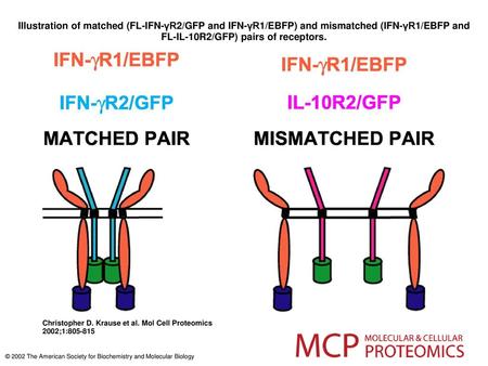 Illustration of matched (FL-IFN-γR2/GFP and IFN-γR1/EBFP) and mismatched (IFN-γR1/EBFP and FL-IL-10R2/GFP) pairs of receptors. Illustration of matched.