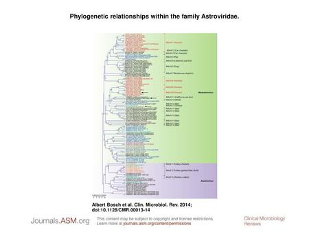 Phylogenetic relationships within the family Astroviridae.