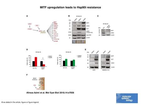 MITF upregulation leads to Hsp90i resistance