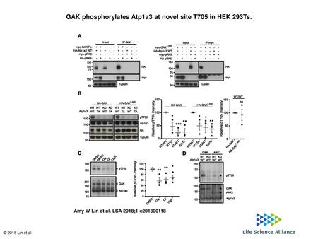 GAK phosphorylates Atp1a3 at novel site T705 in HEK 293Ts.