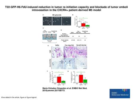 T22‐GFP‐H6‐FdU‐induced reduction in tumor re‐initiation capacity and blockade of tumor emboli intravasation in the CXCR4+ patient‐derived M5 model T22‐GFP‐H6‐FdU‐induced.