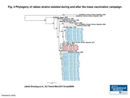Fig. 4 Phylogeny of rabies strains isolated during and after the mass vaccination campaign. Phylogeny of rabies strains isolated during and after the mass.