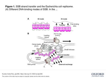 Figure 1. SSB strand transfer and the Escherichia coli replisome