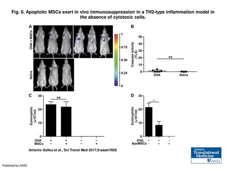 Fig. 6. Apoptotic MSCs exert in vivo immunosuppression in a TH2-type inflammation model in the absence of cytotoxic cells. Apoptotic MSCs exert in vivo.