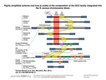 Highly simplified schema (not true to scale) of the composition of the SCC family integrated into the S. aureus chromosome (blue). Highly simplified schema.