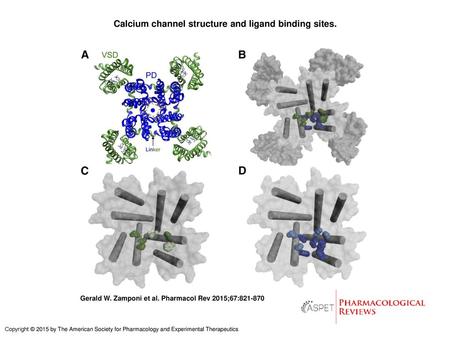 Calcium channel structure and ligand binding sites.
