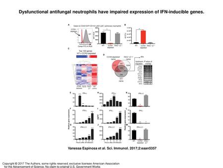 Dysfunctional antifungal neutrophils have impaired expression of IFN-inducible genes. Dysfunctional antifungal neutrophils have impaired expression of.