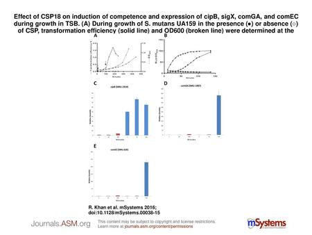 Effect of CSP18 on induction of competence and expression of cipB, sigX, comGA, and comEC during growth in TSB. (A) During growth of S. mutans UA159 in.