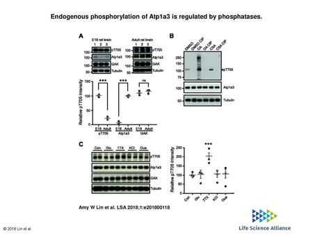 Endogenous phosphorylation of Atp1a3 is regulated by phosphatases.