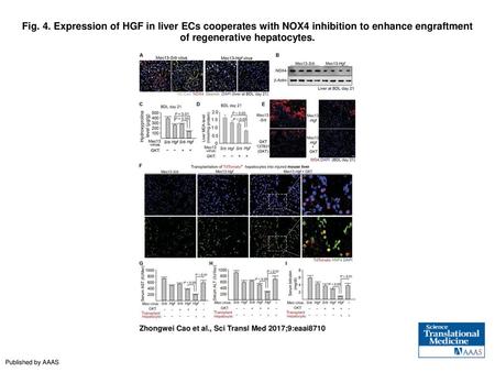 Fig. 4. Expression of HGF in liver ECs cooperates with NOX4 inhibition to enhance engraftment of regenerative hepatocytes. Expression of HGF in liver ECs.