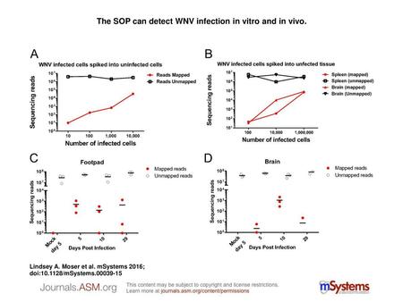 The SOP can detect WNV infection in vitro and in vivo.