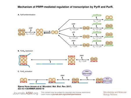 Mechanism of PRPP-mediated regulation of transcription by PyrR and PurR. Mechanism of PRPP-mediated regulation of transcription by PyrR and PurR. PyrR.