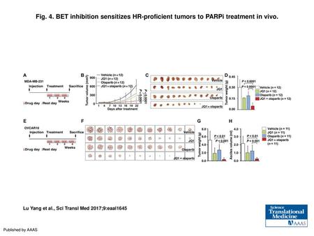 Fig. 4. BET inhibition sensitizes HR-proficient tumors to PARPi treatment in vivo. BET inhibition sensitizes HR-proficient tumors to PARPi treatment in.