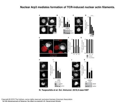Nuclear Arp3 mediates formation of TCR-induced nuclear actin filaments
