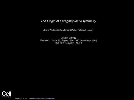 The Origin of Phragmoplast Asymmetry