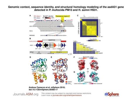 Genomic context, sequence identity, and structural homology modeling of the aadA31 gene detected in P. multocida PM13 and H. somni HS31. Genomic context,