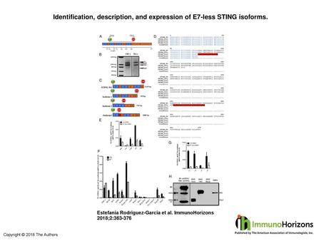 Identification, description, and expression of E7-less STING isoforms.
