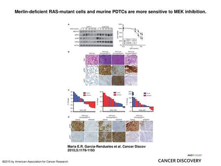 Merlin-deficient RAS-mutant cells and murine PDTCs are more sensitive to MEK inhibition. Merlin-deficient RAS-mutant cells and murine PDTCs are more sensitive.