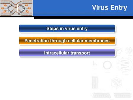 Penetration through cellular membranes Intracellular transport
