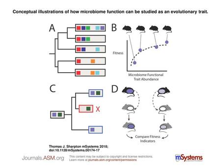 Conceptual illustrations of how microbiome function can be studied as an evolutionary trait. Conceptual illustrations of how microbiome function can be.