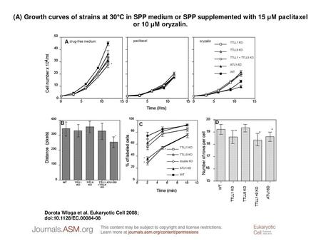 (A) Growth curves of strains at 30°C in SPP medium or SPP supplemented with 15 μM paclitaxel or 10 μM oryzalin. (A) Growth curves of strains at 30°C in.